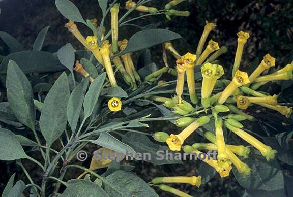 nicotiana glauca 1 graphic